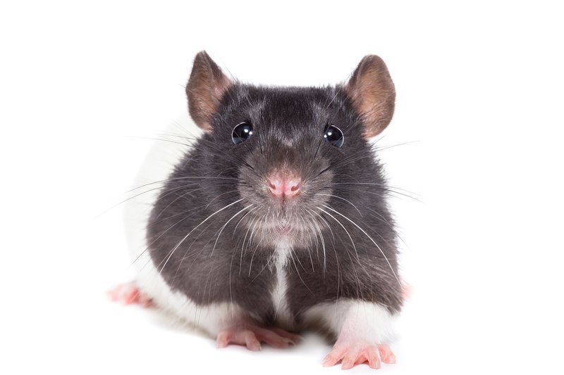 Bethoven never learned how to multiply or divide.