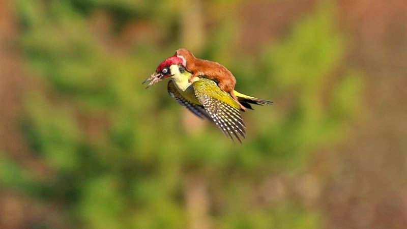 Weasel rides woodpecker
